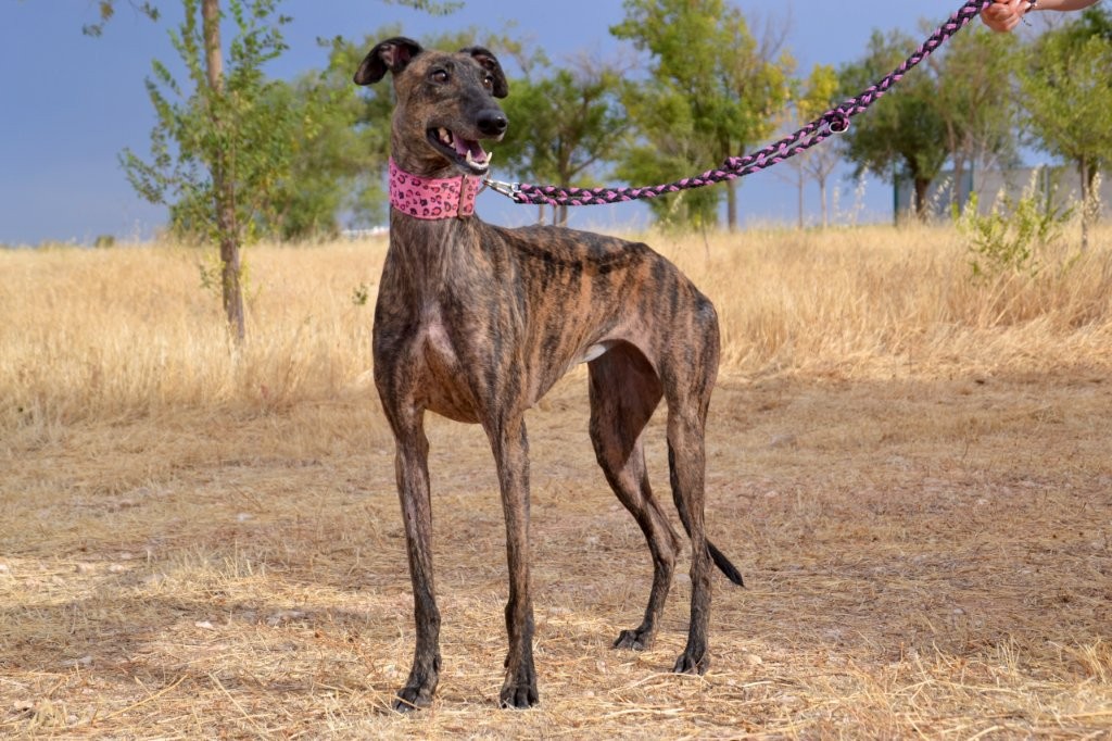 Photo de LINDA, un lévrier en attente d adoption