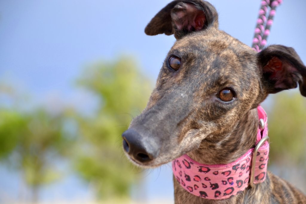 Photo de LINDA, un lévrier en attente d adoption