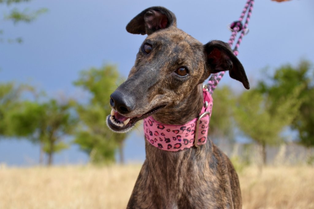 Photo de LINDA, un lévrier en attente d adoption
