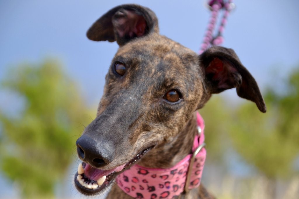 Photo de LINDA, un lévrier en attente d adoption