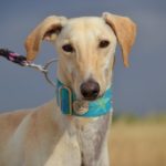 Photo de VICTOR, un lévrier à adopté