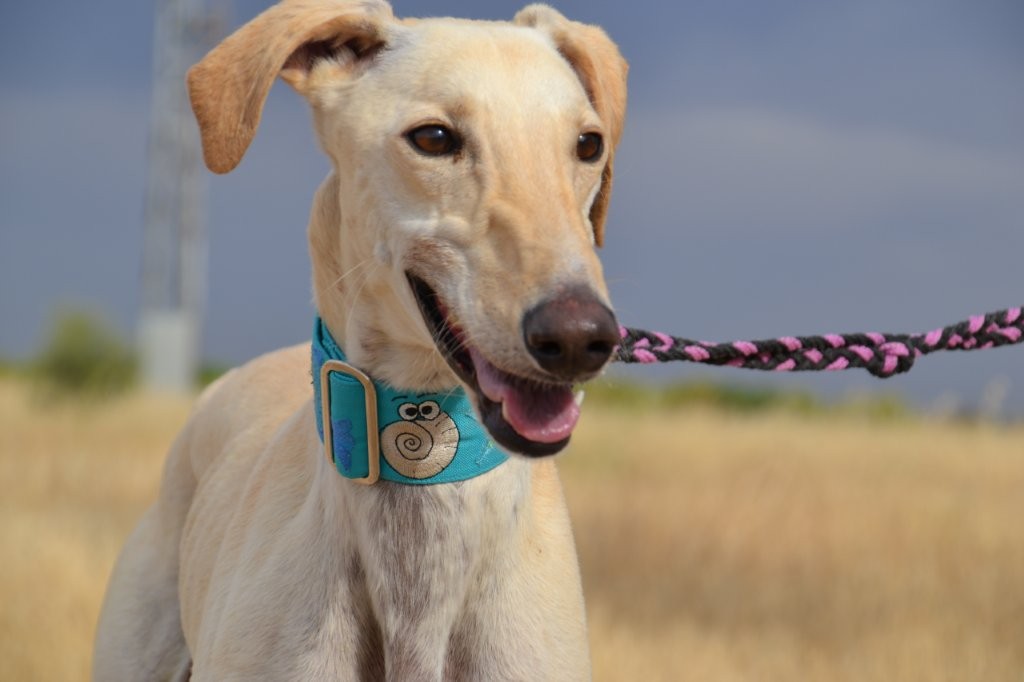 Photo de VICTOR, un lévrier en attente d adoption