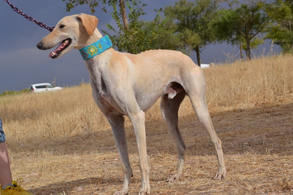 Photo de VICTOR, un lévrier en attente d adoption