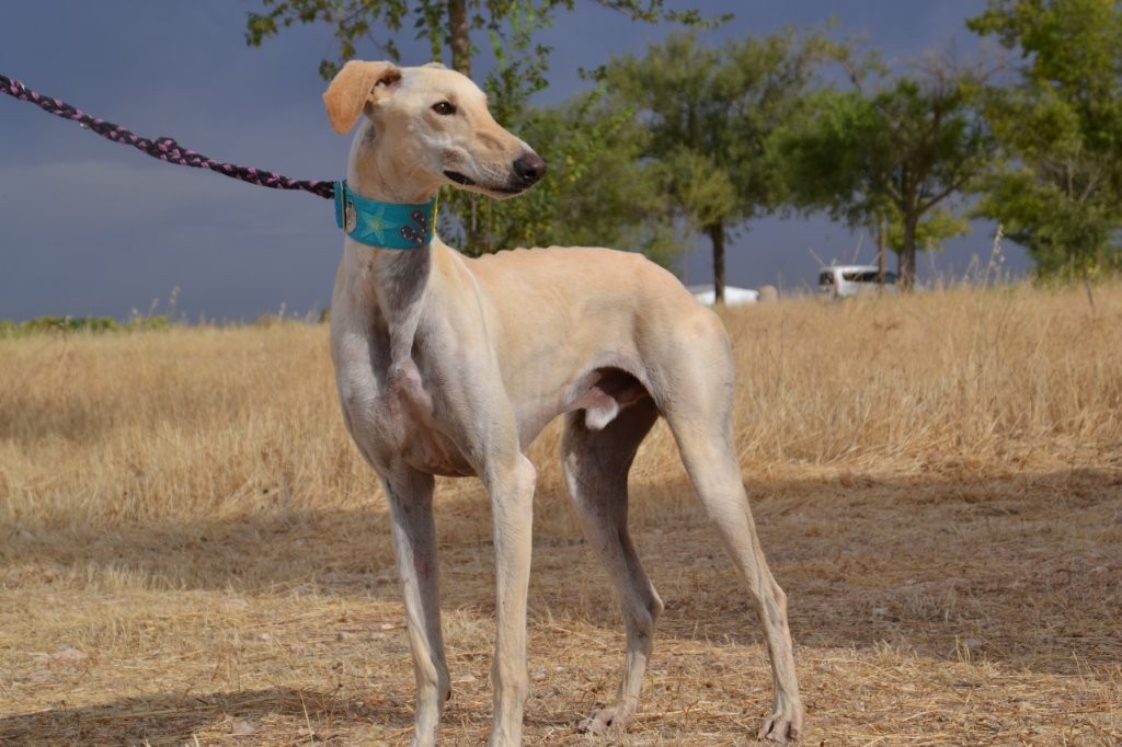 Photo de VICTOR, un lévrier en attente d adoption