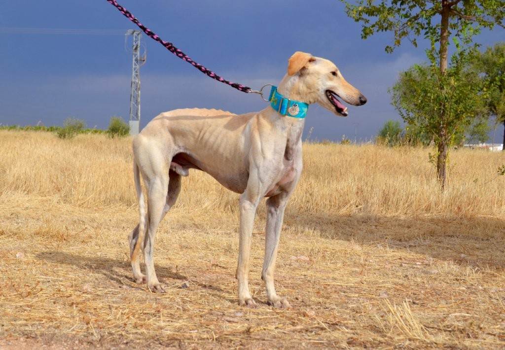 Photo de VICTOR, un lévrier en attente d adoption