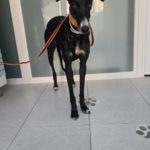 Photo de YOLI, un lévrier à adopté