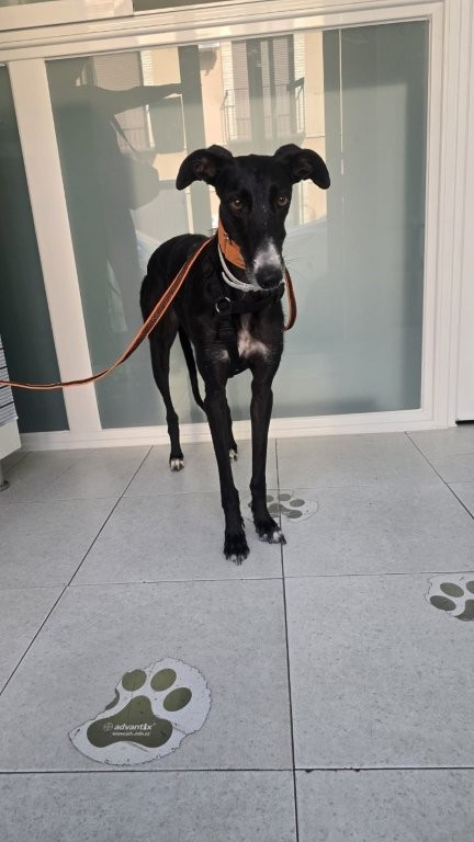 Photo de YOLI, un lévrier en attente d adoption