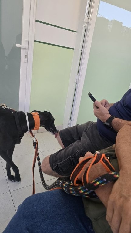 Photo de YOLI, un lévrier en attente d adoption