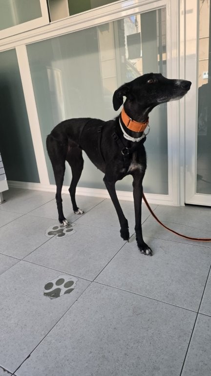 Photo de YOLI, un lévrier en attente d adoption