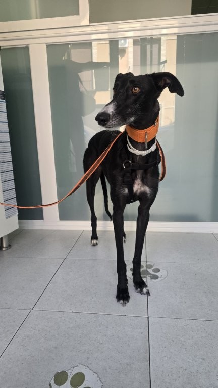 Photo de YOLI, un lévrier en attente d adoption