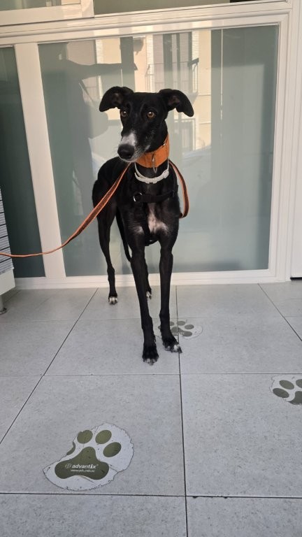Photo de YOLI, un lévrier en attente d adoption