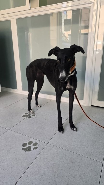 Photo de YOLI, un lévrier en attente d adoption