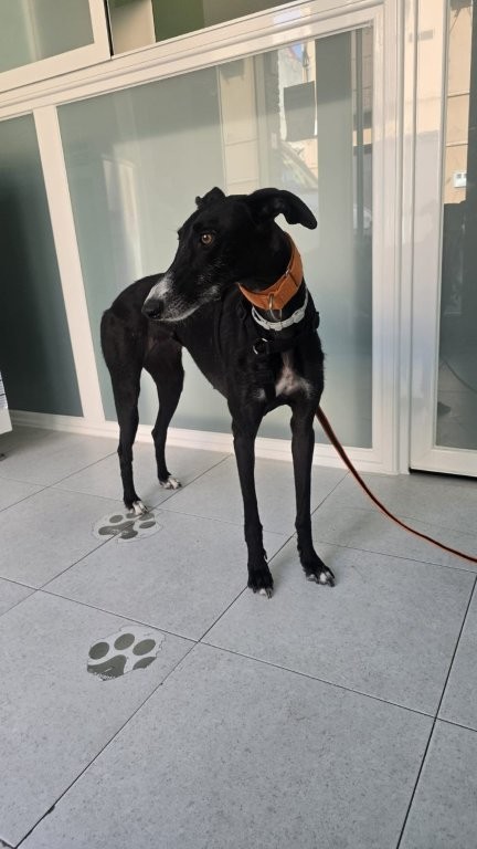 Photo de YOLI, un lévrier en attente d adoption