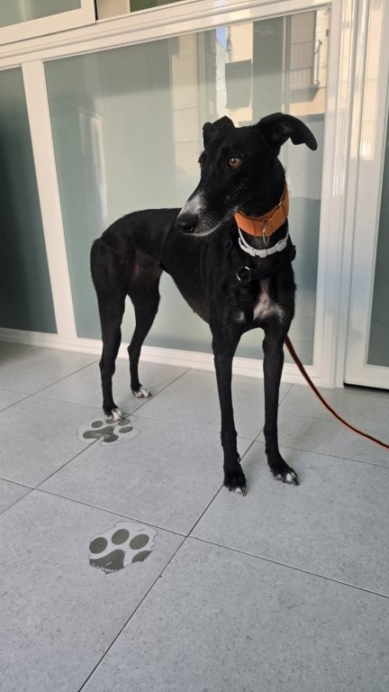 Photo de YOLI, un lévrier en attente d adoption