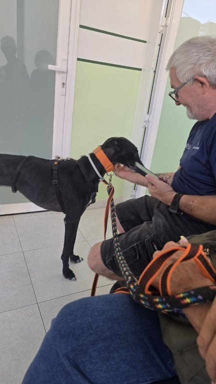 Photo de YOLI, un lévrier en attente d adoption