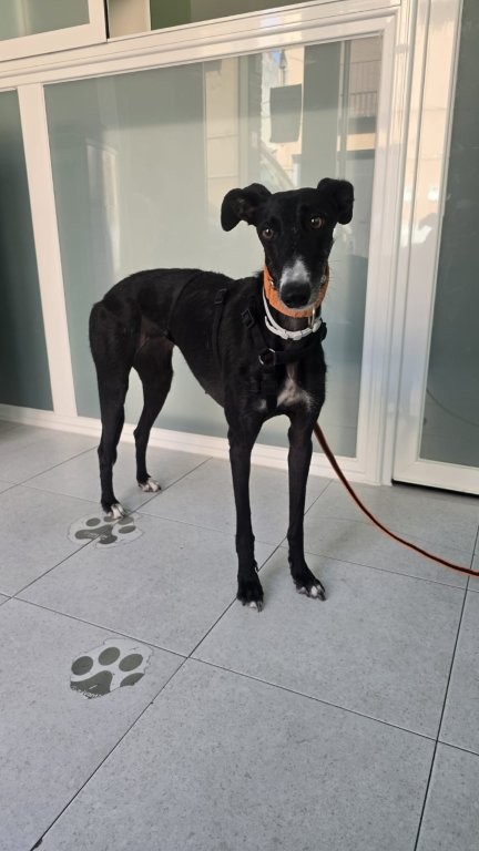 Photo de YOLI, un lévrier en attente d adoption