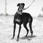 Photo de AMIGO, un lévrier à adopté