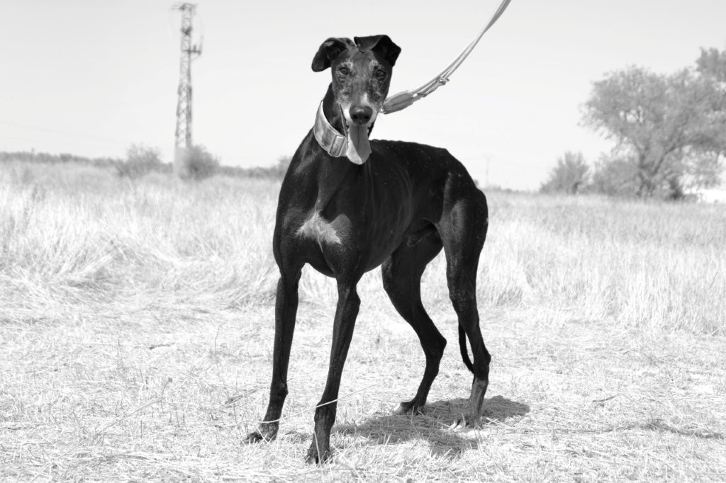 Photo de AMIGO, un lévrier en attente d adoption