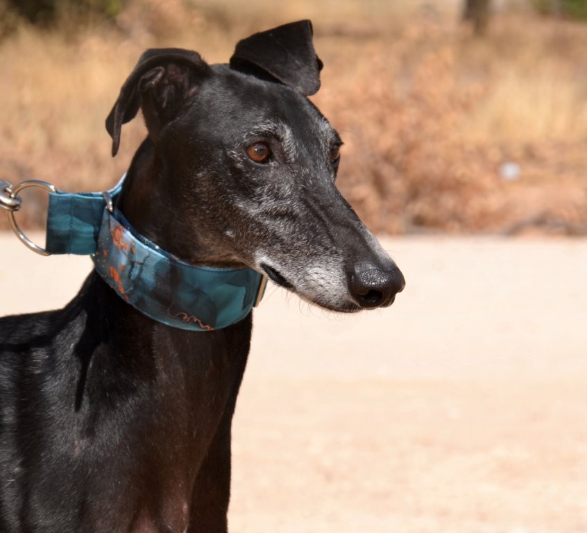 Photo de AMIGO, un lévrier en attente d adoption