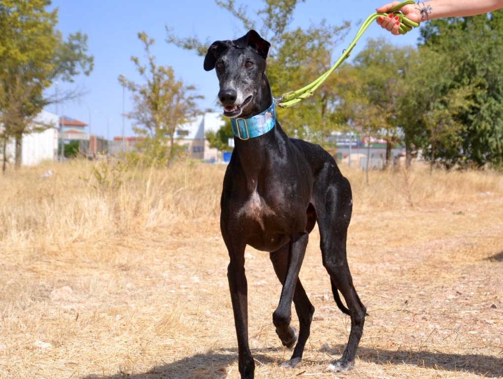 Photo de AMIGO, un lévrier en attente d adoption