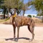 Photo de ATENEO, un lévrier à adopté