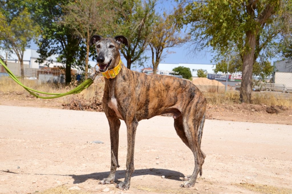 Photo de ATENEO, un lévrier en attente d adoption