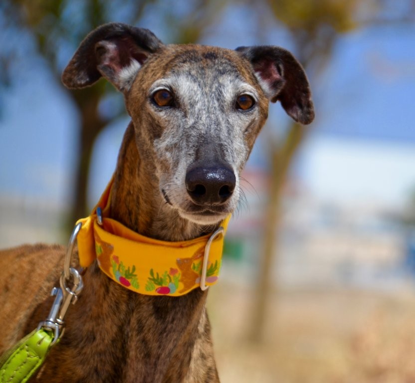 Photo de ATENEO, un lévrier en attente d adoption