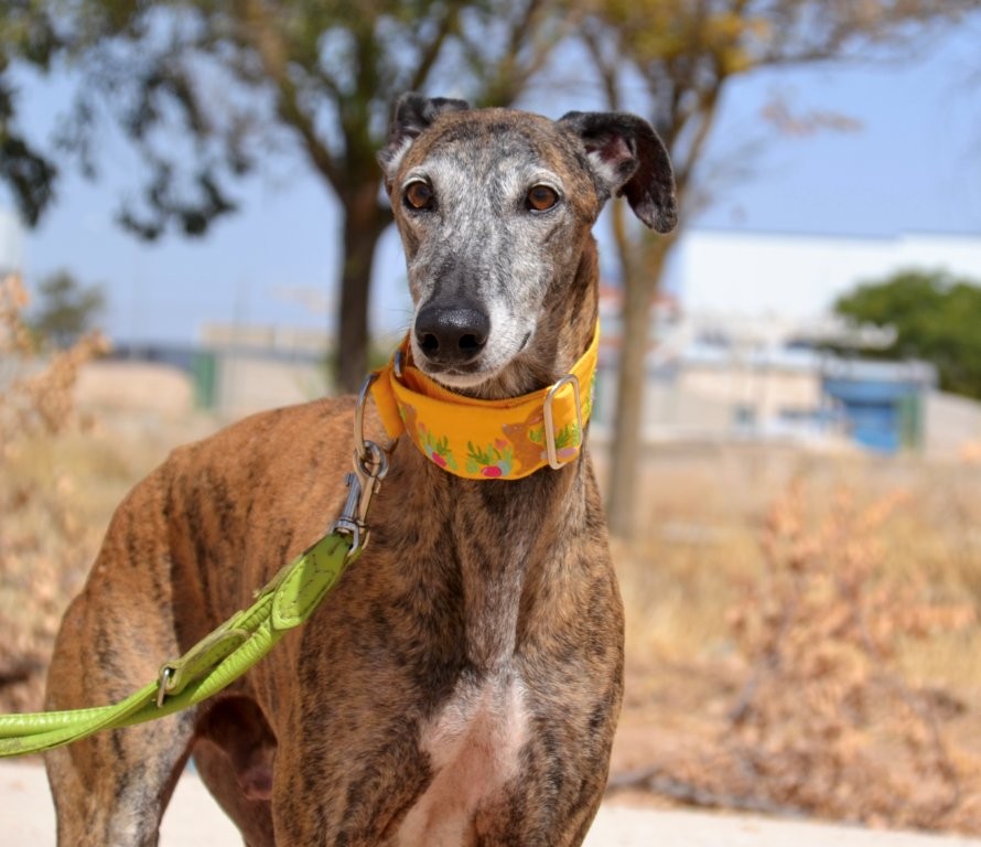 Photo de ATENEO, un lévrier en attente d adoption