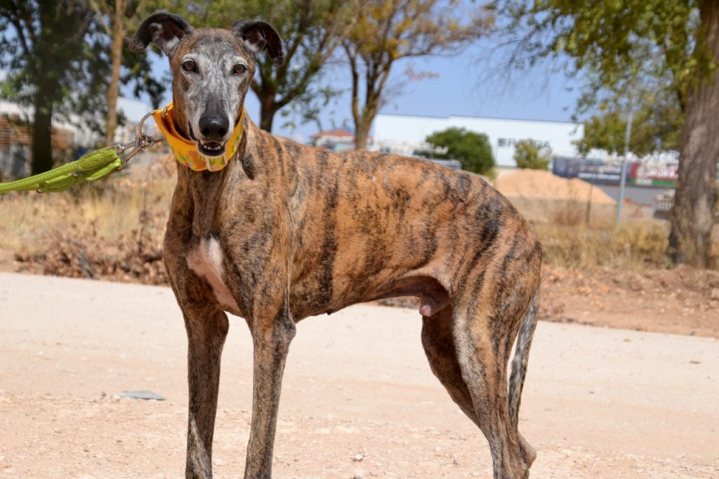 Photo de ATENEO, un lévrier en attente d adoption