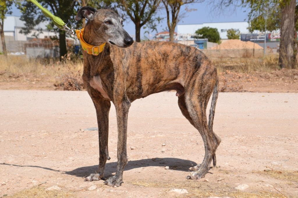 Photo de ATENEO, un lévrier en attente d adoption