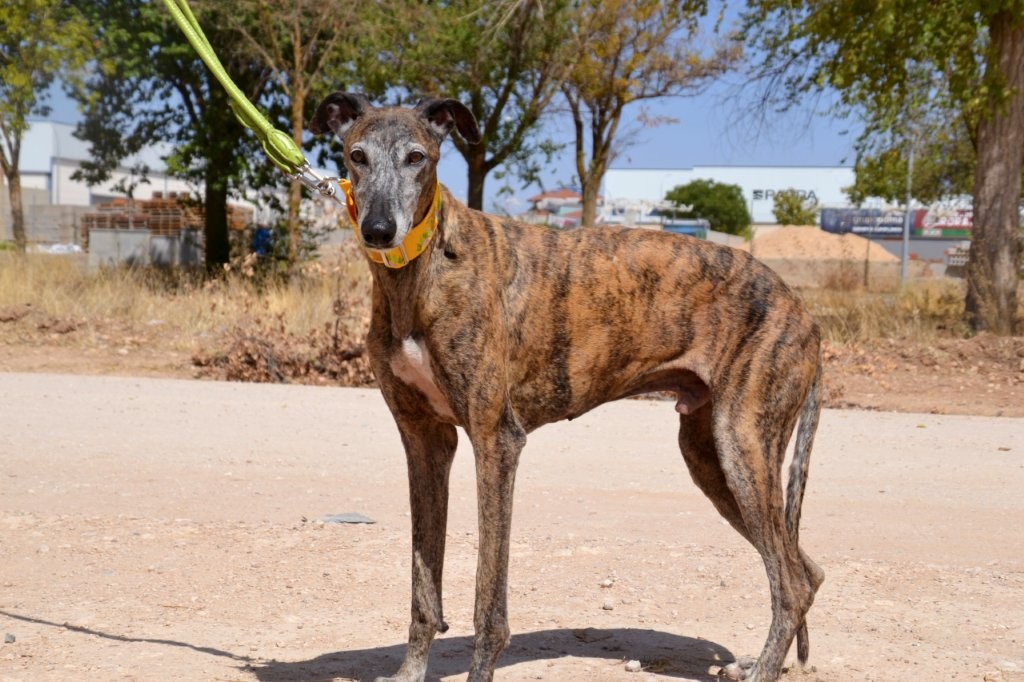 Photo de ATENEO, un lévrier en attente d adoption
