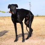 Photo de CARLITOS, lévrier qui à été adopté