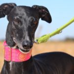 Photo de ANAIS, un lévrier à adopté