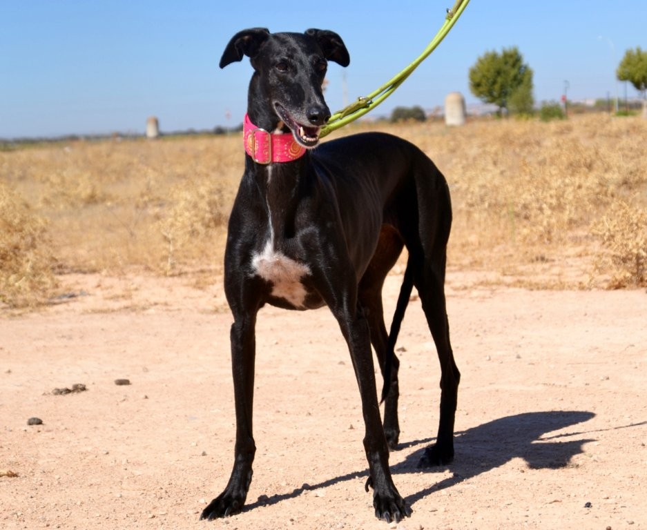 Photo de ANAIS, un lévrier en attente d adoption