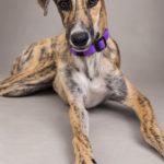Photo de ELVIS, un lévrier à adopté