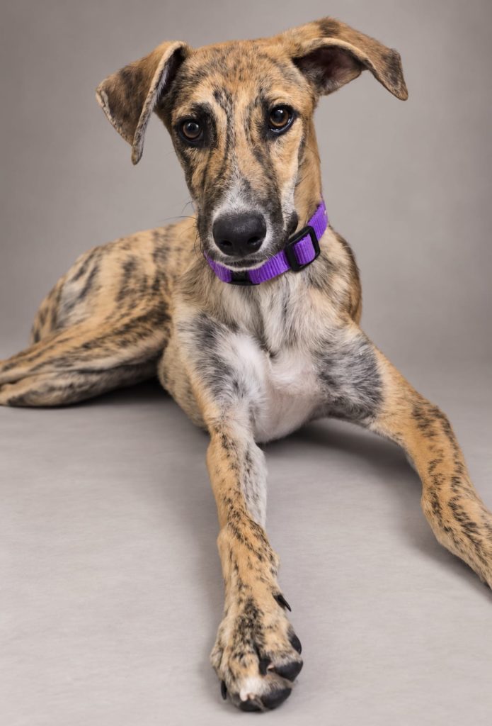 Photo de ELVIS, un lévrier en attente d adoption