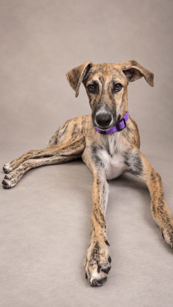 Photo de ELVIS, un lévrier en attente d adoption