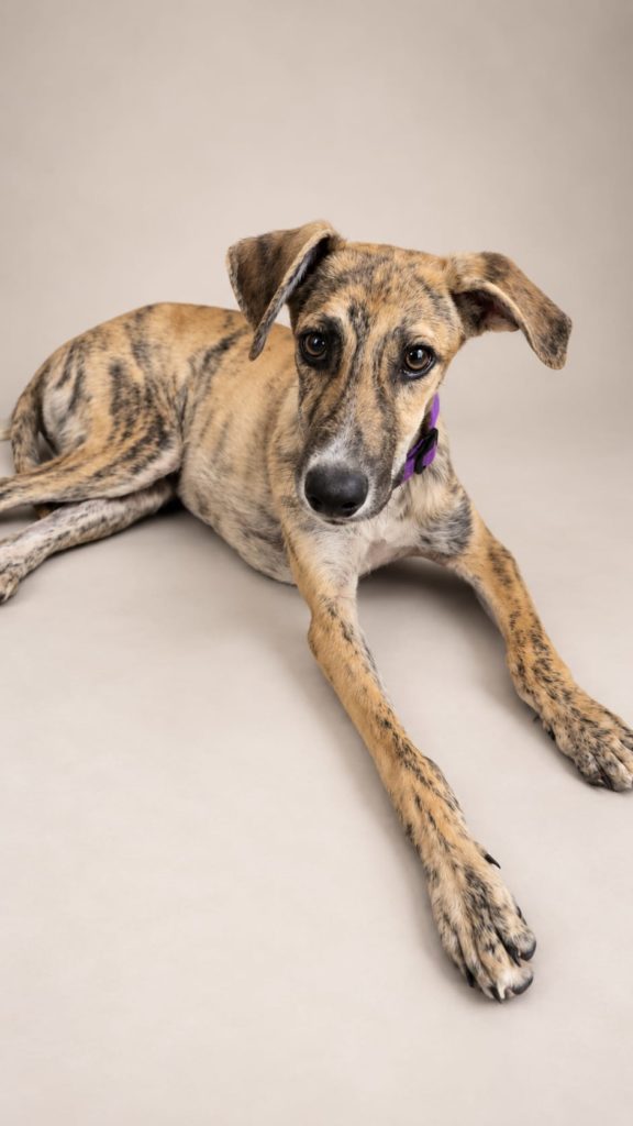 Photo de ELVIS, un lévrier en attente d adoption