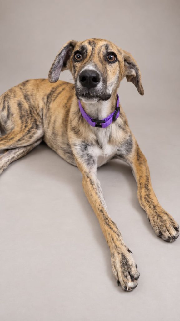 Photo de ELVIS, un lévrier en attente d adoption