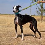 Photo de FLAQUITO, un lévrier à adopté
