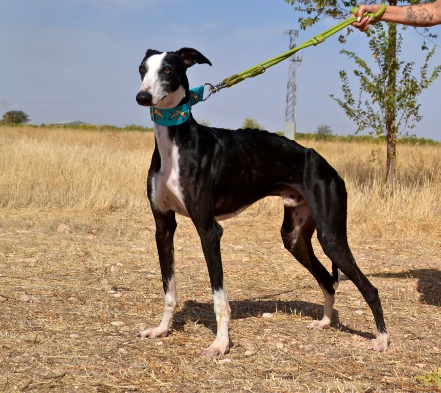 Photo de FLAQUITO, un lévrier en attente d adoption