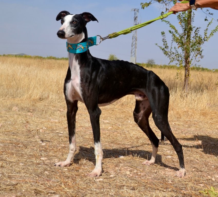 Photo de FLAQUITO, un lévrier en attente d adoption