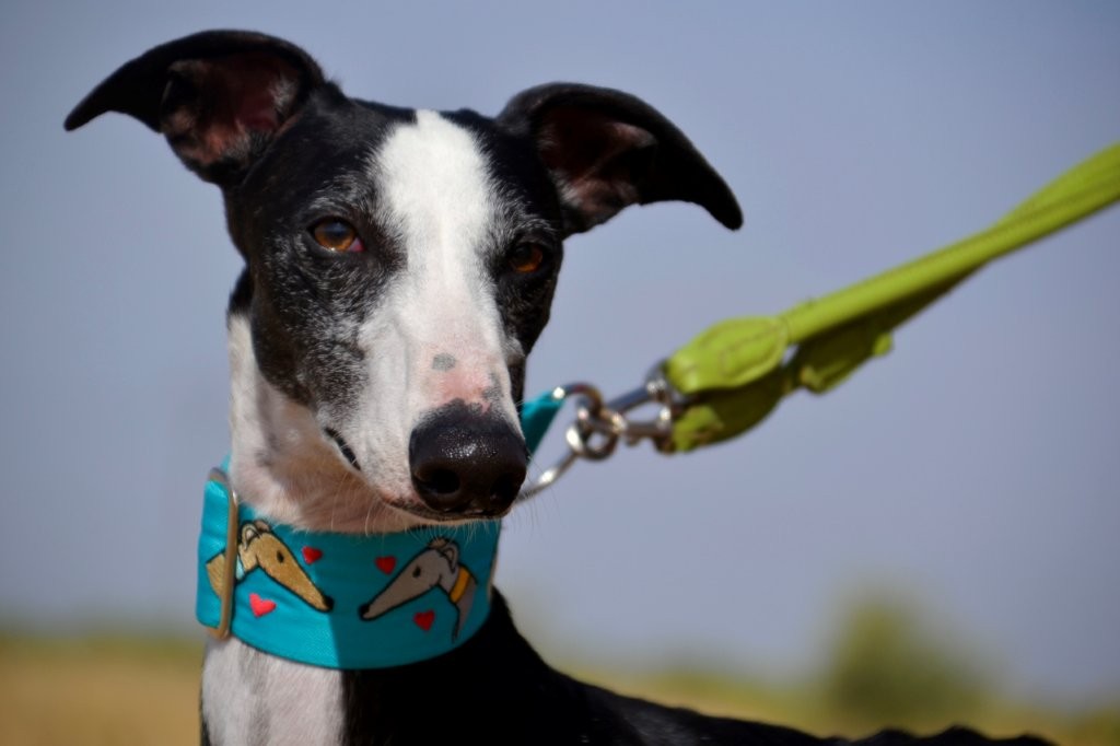 Photo de FLAQUITO, un lévrier en attente d adoption