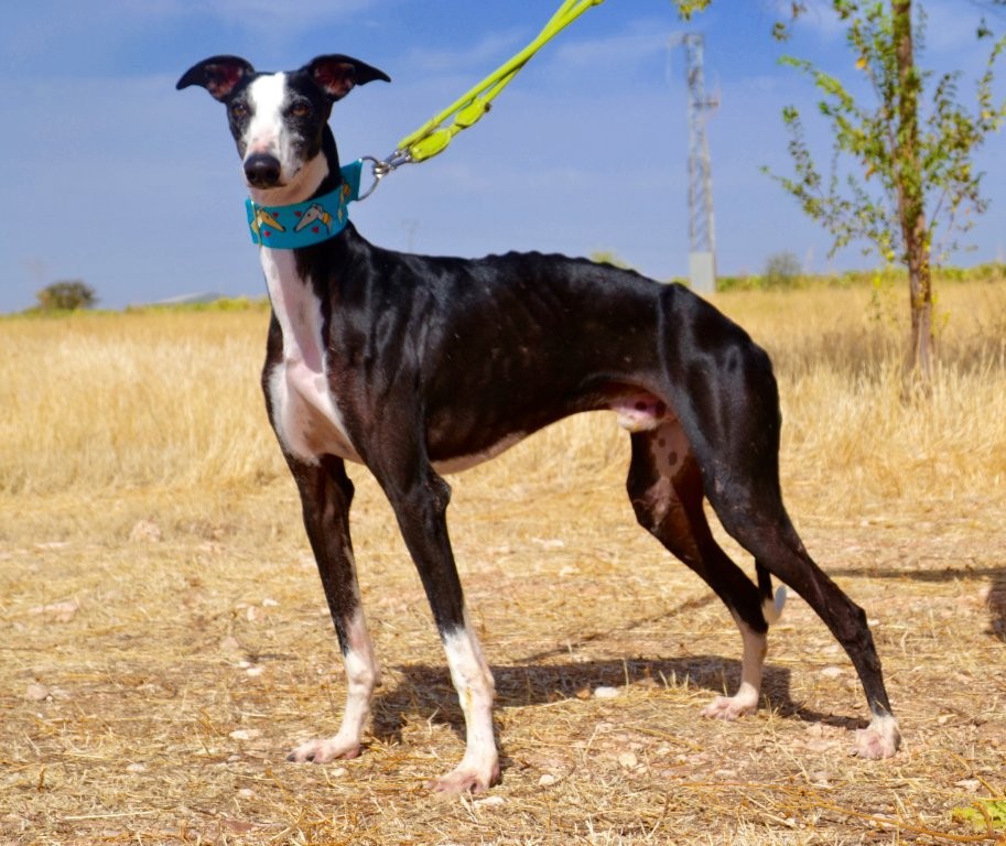 Photo de FLAQUITO, un lévrier en attente d adoption