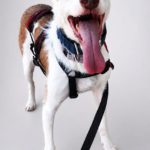 Photo de LASSIE, un lévrier à adopté