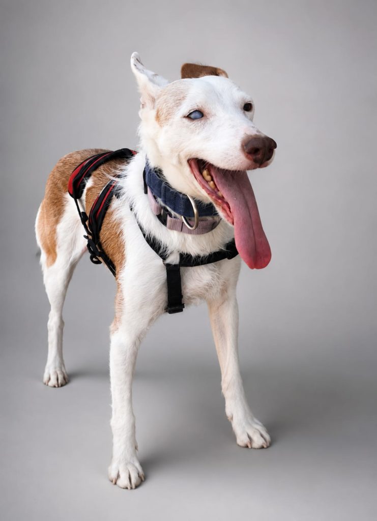 Photo de LASSIE, un lévrier en attente d adoption