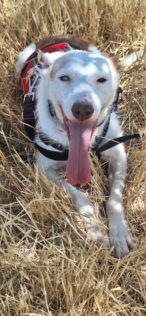 Photo de LASSIE, un lévrier en attente d adoption