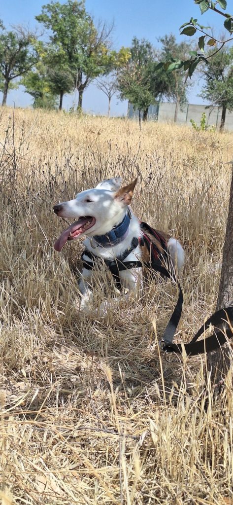 Photo de LASSIE, un lévrier en attente d adoption