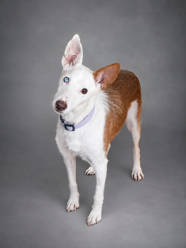 Photo de LASSIE, un lévrier en attente d adoption