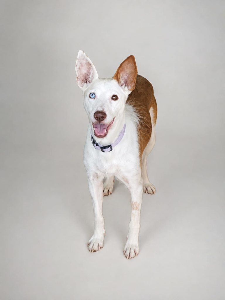 Photo de LASSIE, un lévrier en attente d adoption